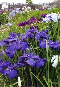 louisiana irises